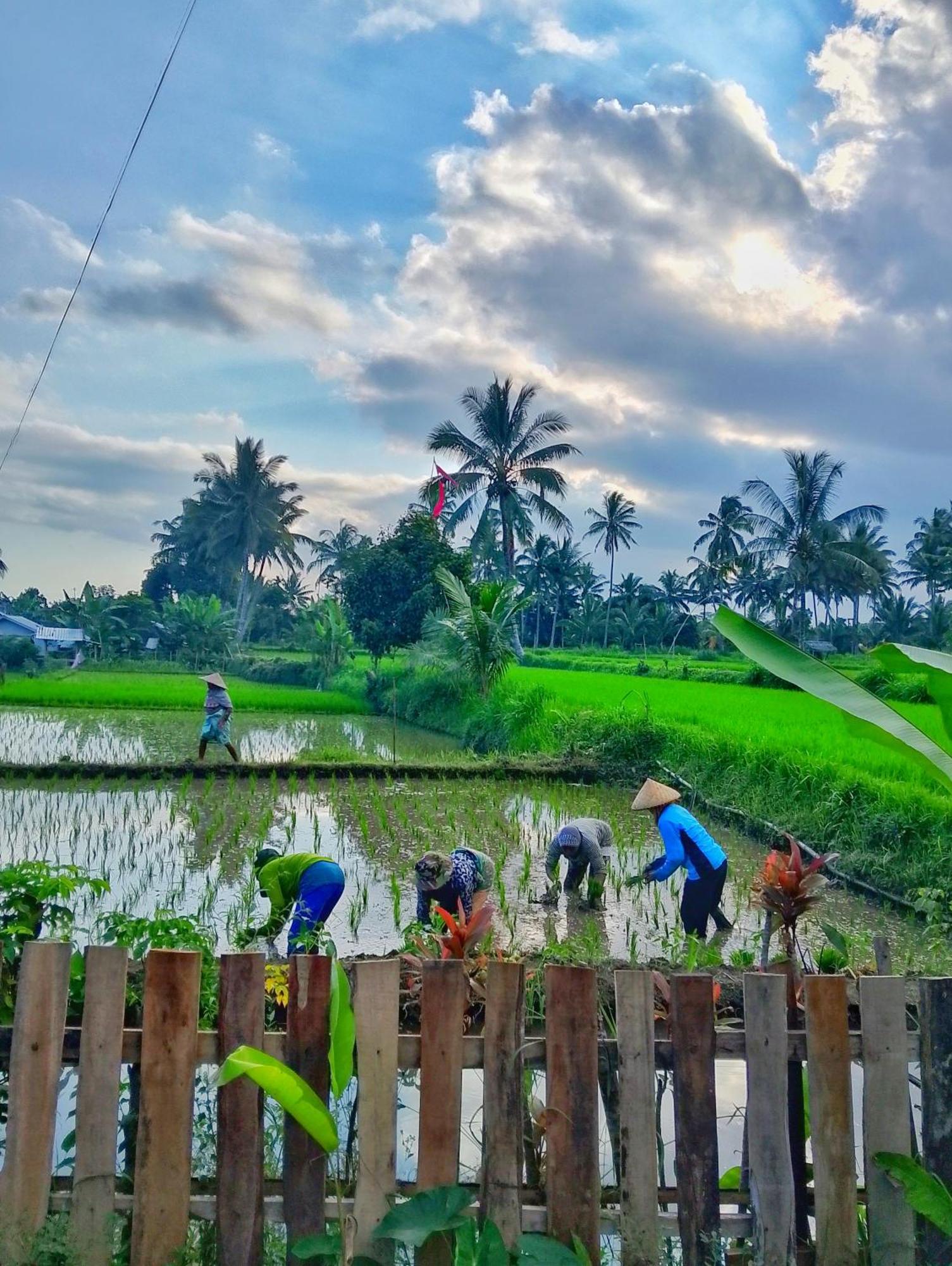 Alfarizi Homestay Tetebatu Exterior foto